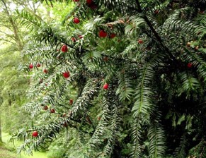 Boitier BAMBOO Personnalisé "If" – Image 3