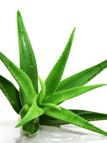 Aloe Vera - les produits FOREVER
